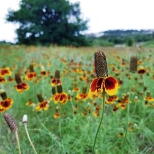 Meet your Posher, Mariah